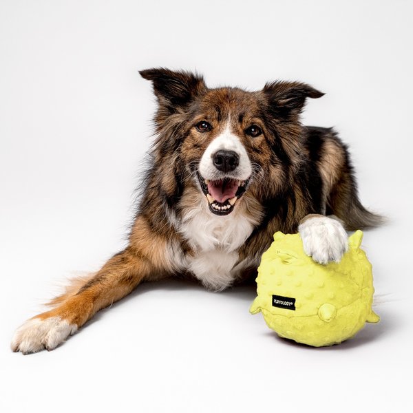 Playology Chicken Scented Young & Active Sensory Ball Dog Toy