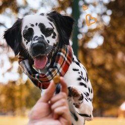 PointPet Advanced Hip & Joint Duck Flavor with Glucosamine, MSM & Chondroitin Senior Dog Supplement, 90 count slide 2 of 9