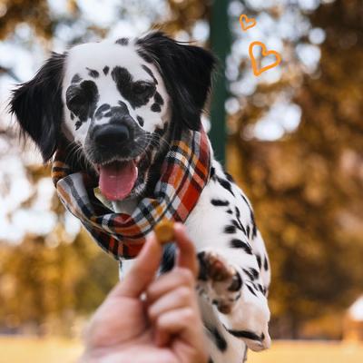 Show full view: PointPet Advanced Hip & Joint Duck Flavor with Glucosamine, MSM & Chondroitin Senior Dog Supplement, 90 count slide 3 of 13