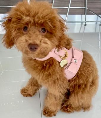 Show full view: PoisePup Bella Rose Leather Basic Dog Harness, Light Pink, Medium: 21.3 to 23.6-in chest slide 2 of 3