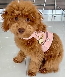 PoisePup Bella Rose Leather Basic Dog Harness, Light Pink, Small: 18 to 20.5-in chest slide 2 of 3