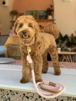 Show full view: PoisePup Bella Rose Leather Handle Rope Dog Leash, Brown/Light Pink, 5-ft long, 1/2-in wide slide 2 of 3