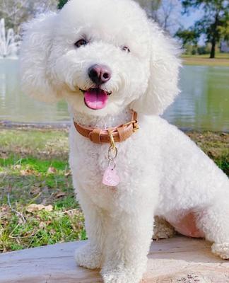 Show full view: PoisePup Bella Rose Leather Standard Dog Collar, Brown/Light Pink, X-Small: 7.1 to 9.5-in neck, 1/2-in wide slide 2 of 3