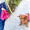 Show in main carousel: PoisePup Candy Swirl Leash Attachment Dog Treat Bag, Pink slide 2 of 3