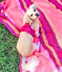 PoisePup Candy Swirl Leather Basic Dog Harness, Pink, Medium: 21.3 to 23.6-in chest slide 2 of 3