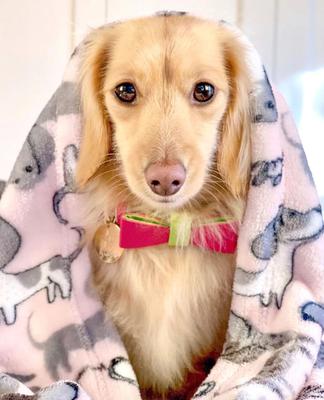 Show full view: PoisePup Candy Swirl Leather Dog Bow Tie, Pink/Green, Small slide 2 of 3