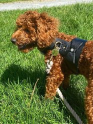 PoisePup Dark Night Leather Basic Dog Harness, Black, X-Small: 15 to 17.5-in chest slide 2 of 3