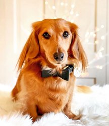 PoisePup Dark Night Leather Dog Bow Tie, Black, Large slide 2 of 3