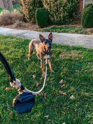 Show full view: PoisePup Dark Night Leather Poop Bag Dispenser, Black slide 3 of 4