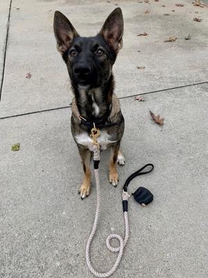 Show full view: PoisePup Dark Night Leather Standard Dog Collar, Black, X-Small: 7.1 to 9.5-in neck, 1/2-in wide slide 2 of 3