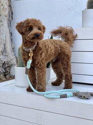 PoisePup Desert Mint Leather Handle Rope Dog Leash, Grey/Light Green, 5-ft long, 1/2-in wide slide 2 of 3