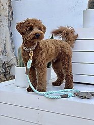PoisePup Desert Mint Leather Standard Dog Collar, Grey, X-Small: 7.1 to 9.5-in neck, 1/2-in wide slide 2 of 3