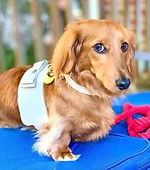 PoisePup Hot Marine Leather Basic Dog Harness, White, Medium: 21.3 to 23.6-in chest slide 2 of 3