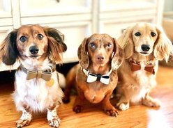 PoisePup Hot Marine Leather Dog Bow Tie, White/Blue, Large slide 2 of 3