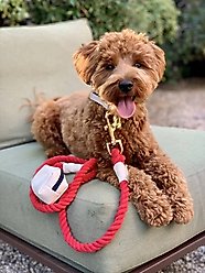 PoisePup Hot Marine Leather Handle Rope Dog Leash, White/Red/Blue, 5-ft long, 1/2-in wide slide 2 of 3