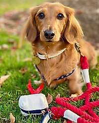 PoisePup Hot Marine Leather Poop Bag Dispenser, White/Red/Blue slide 2 of 3