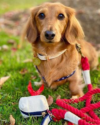 Show full view: PoisePup Hot Marine Leather Poop Bag Dispenser, White/Red/Blue slide 2 of 3