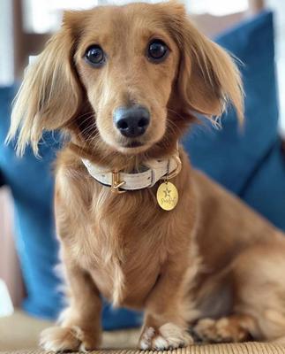 Show full view: PoisePup Hot Marine Leather Standard Dog Collar, White/Blue, X-Small: 7.1 to 9.5-in neck, 1/2-in wide slide 2 of 3