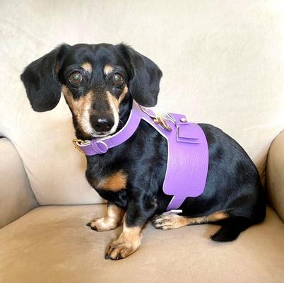 Show full view: PoisePup Lavish Lavender Leather Basic Dog Harness, Purple, X-Small: 15 to 17.5-in chest slide 2 of 3
