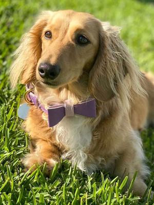 Show full view: PoisePup Lavish Lavender Leather Dog Bow Tie, Purple/Lilac, Small slide 2 of 3