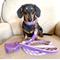 Show in main carousel: PoisePup Lavish Lavender Leather Standard Dog Collar, Purple/Lilac, Small: 9.5 to 12.5-in neck, 3/4-in wide slide 2 of 3