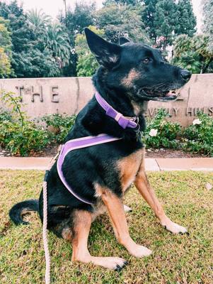 Show full view: PoisePup Lavish Lavender Leather Step In Dog Harness, Purple, Large: 23.6 to 25.6-in chest slide 3 of 4