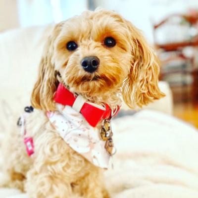 Show full view: PoisePup Melting Hearts Leather Dog Bow Tie, Red/White, Large slide 2 of 3