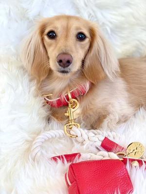 Show full view: PoisePup Melting Hearts Leather Standard Dog Collar, Red/White, Medium: 12.5 to 15.7-in neck, 3/4-in wide slide 2 of 4