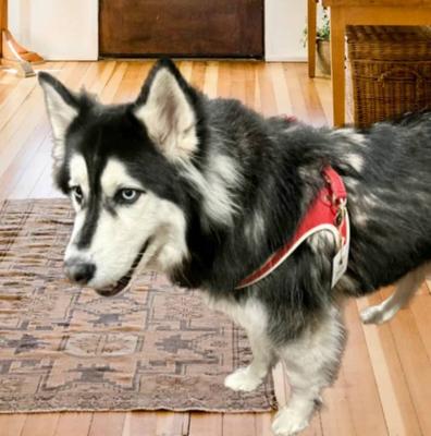 Show full view: PoisePup Melting Hearts Leather Step In Dog Harness, Red, X-Large: 27.5 to 30-in chest slide 2 of 3