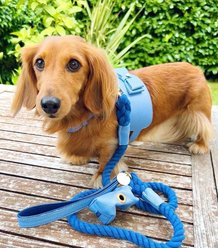 PoisePup Ocean Vibes Leather Basic Dog Harness, Blue, Medium: 21.3 to 23.6-in chest slide 2 of 3