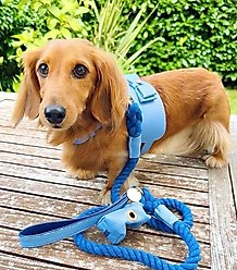 PoisePup Ocean Vibes Leather Basic Dog Harness, Blue, Small: 18 to 20.5-in chest slide 2 of 3