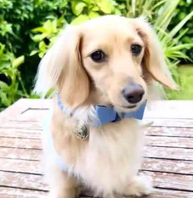 Show full view: PoisePup Ocean Vibes Leather Dog Bow Tie, Blue, Small slide 3 of 4
