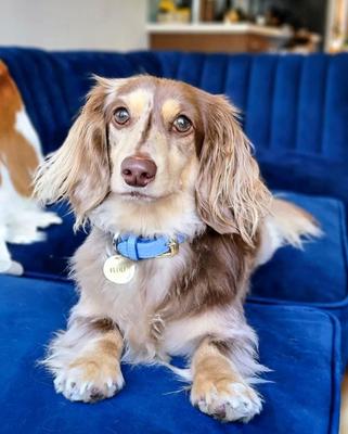 Show full view: PoisePup Ocean Vibes Leather Standard Dog Collar, Blue, Medium: 12.5 to 15.7-in neck, 3/4-in wide slide 2 of 3