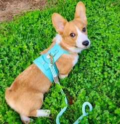 PoisePup Sunshine Babe Leather Basic Dog Harness, Light Blue, Medium: 21.3 to 23.6-in chest slide 2 of 3