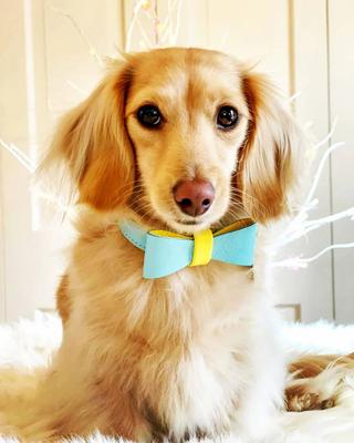 Show full view: PoisePup Sunshine Babe Leather Dog Bow Tie, Light Blue/Yellow, Small slide 3 of 4