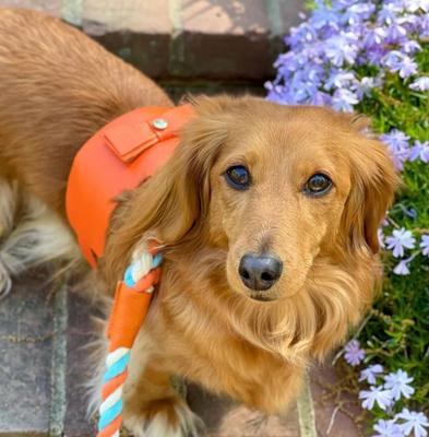 Show full view: PoisePup Vibrant Sunset Leather Basic Dog Harness, Orange, X-Small: 15 to 17.5-in chest slide 2 of 3