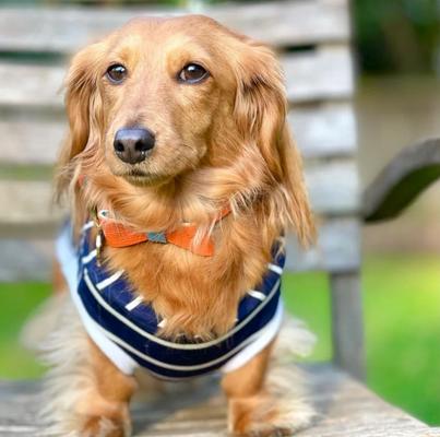 Show full view: PoisePup Vibrant Sunset Leather Dog Bow Tie, Orange/Blue, Large slide 2 of 3