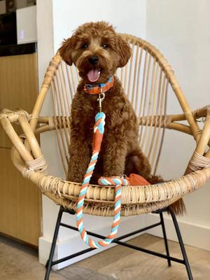 Show full view: PoisePup Vibrant Sunset Leather Handle Rope Dog Leash, Orange/Blue, 5-ft long, 1/2-in wide slide 2 of 3