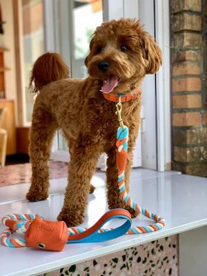 Show full view: PoisePup Vibrant Sunset Leather Poop Bag Dispenser, Orange/Blue slide 2 of 3