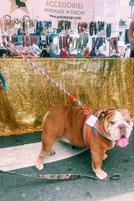 Show full view: PoisePup Vibrant Sunset Leather Step In Dog Harness, Orange, X-Large: 27.5 to 30-in chest slide 2 of 3