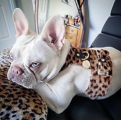 PoisePup Wildest One Leather Basic Dog Harness, Leopard, Small: 18 to 20.5-in chest slide 2 of 3