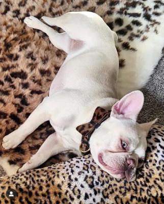 Show full view: PoisePup Wildest One Leather Dog Bow Tie, Black/Leopard, Large slide 3 of 4