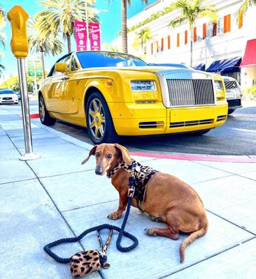 Show full view: PoisePup Wildest One Leather Handle Rope Dog Leash, Black/Leopard, 5-ft long, 1/2-in wide slide 3 of 4