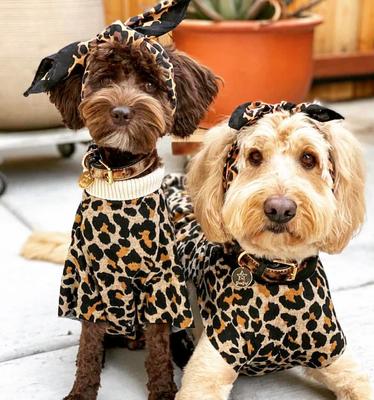 Show full view: PoisePup Wildest One Leather Standard Dog Collar, Black/Leopard, X-Small: 7.1 to 9.5-in neck, 1/2-in wide slide 3 of 4