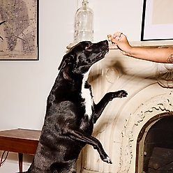 Poke's More Cheez Please Soft & Chewy Dog Treats, 8-oz bag slide 2 of 6