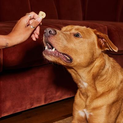 Show full view: Poke's More Cheez Please Soft & Chewy Dog Treats, 8-oz bag slide 5 of 8