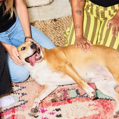 Show full view: Poke's More Cheez Please Training Bites Dog Treats, 6-oz bag slide 5 of 8