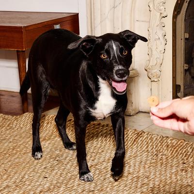 Show full view: Poke's P'Nutty for 'Nanas Peanut Butter & Banana Soft & Chewy Dog Treats, 8-oz bag slide 6 of 8