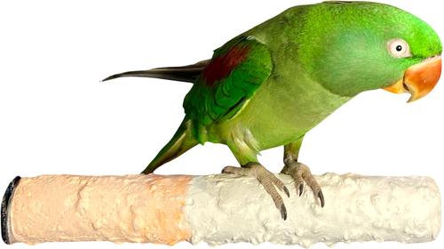 Show full view: Polly's Pet Products Banana Split Cuttlebone & Calcium Bird Perch, Orange & White, Large slide 2 of 11