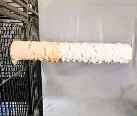 Show full view: Polly's Pet Products Banana Split Cuttlebone & Calcium Bird Perch, Orange & White, Large slide 5 of 11